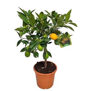 Citrus Limequat Stem