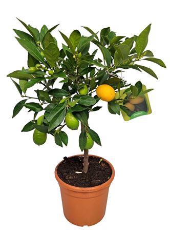 <h4>Citrus Limequat Stem</h4>