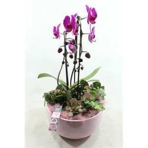 6322 ROZE KER PHAL