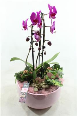 <h4>6322 Roze Ker Phal</h4>
