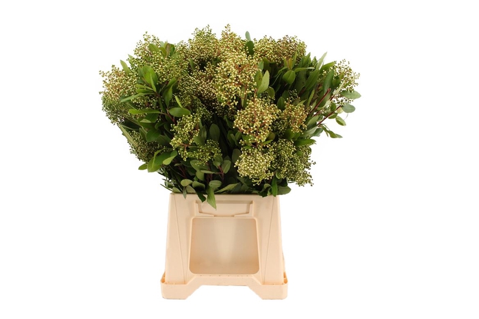 <h4>Liguster Bes ( Troën )</h4>