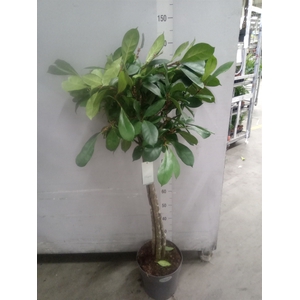 Ficus binn. 'Amstel King'