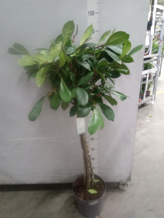 <h4>Ficus binn. 'Amstel King'</h4>