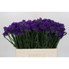 Limonium sinuatum Navy Sun Birds