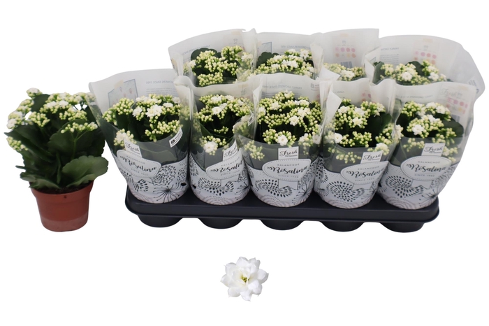 <h4>KAL GE DON DIONE</h4>