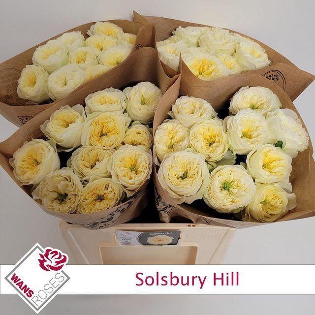 <h4>ROSA GR 'SOLSBURY HILL'</h4>