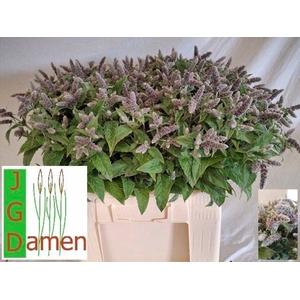 MENTHA SILVER QUEEN