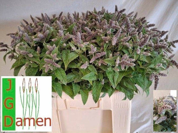 <h4>MENTHA SILVER QUEEN</h4>