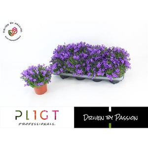 Campanula portenschlagiana 'Dark Take'