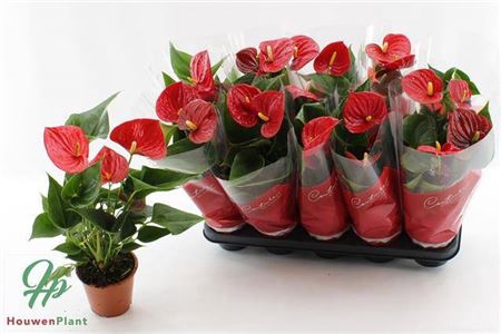 <h4>Anthu An Success Red 4+</h4>