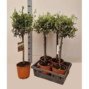OLEA EUROPAEA