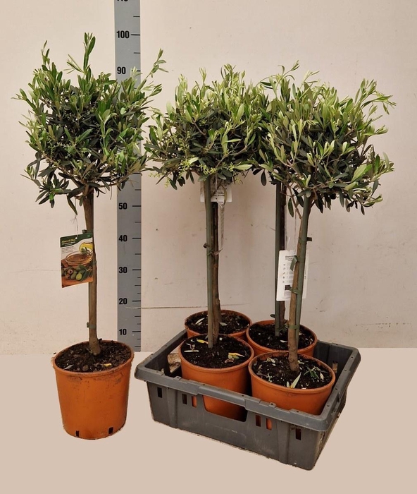 <h4>OLEA EUROPAEA</h4>