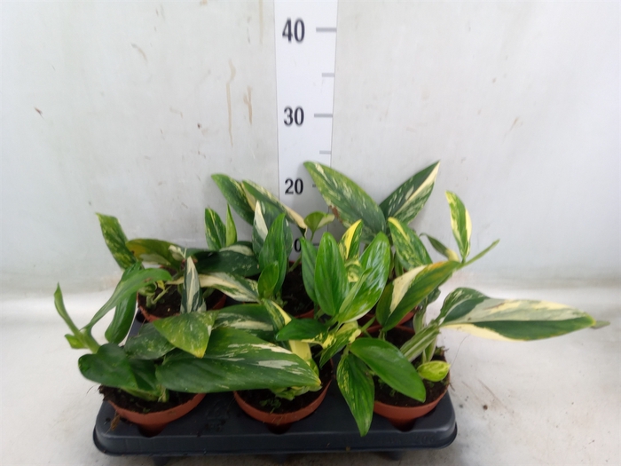 <h4>Monstera   ...</h4>