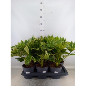 Fatsia japonica 'Variegata'