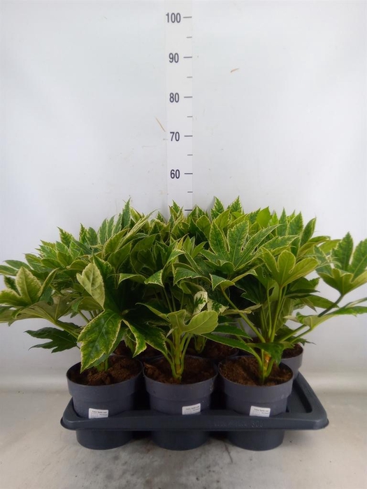 <h4>Fatsia japonica 'Variegata'</h4>