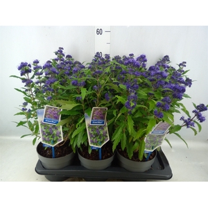 Caryopteris clandon.