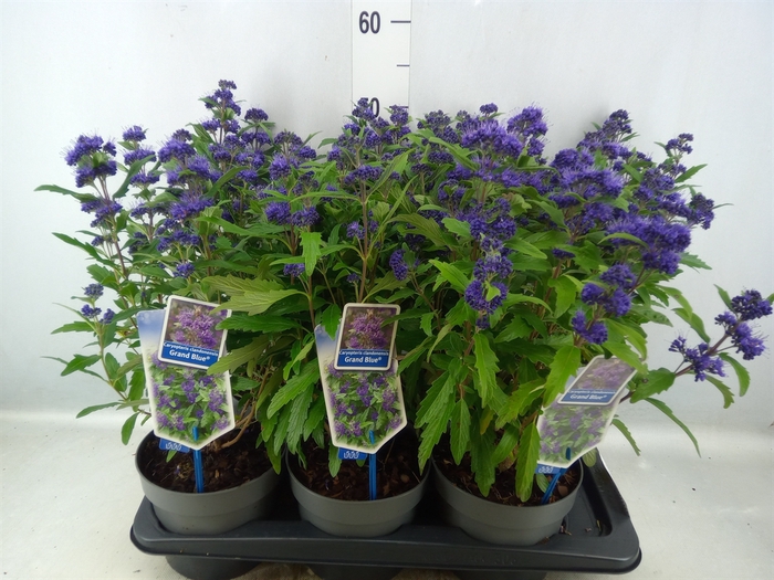 Caryopteris clandon.