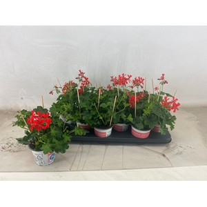 PEL PELT BALKON ROOD