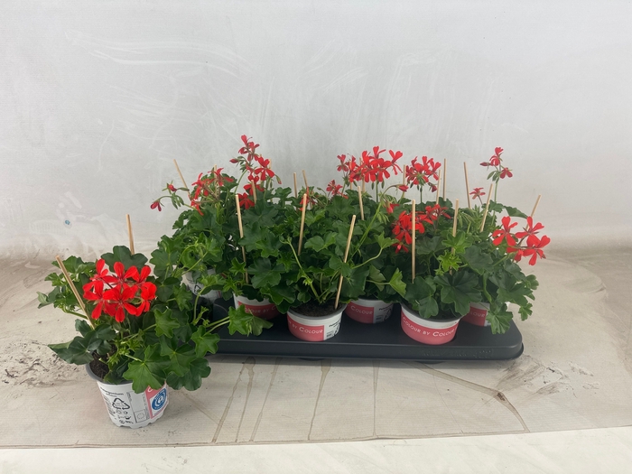 <h4>PEL PELT BALKON ROOD</h4>