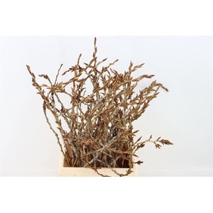 Kreupelhout Peupelier P Bunch