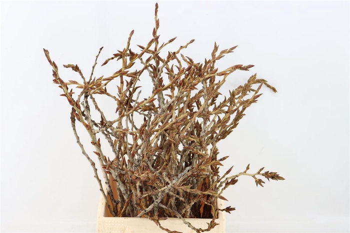 <h4>Kreupelhout Peupelier P Bunch</h4>