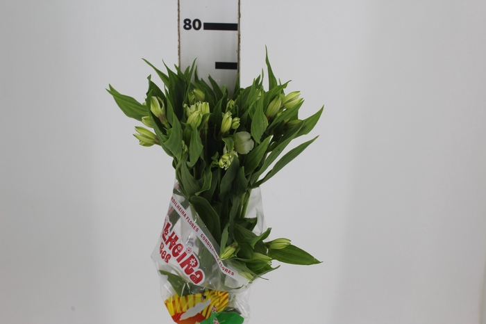 <h4>ALSTROEMERIA AVALANGE 080 CM</h4>