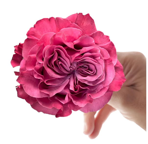 <h4>R GR COUNTRY BLUES Naranjo</h4>