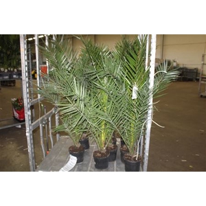 Phoenix Canariensis