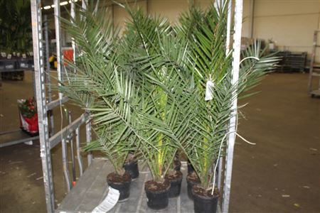 <h4>Phoenix Canariensis</h4>