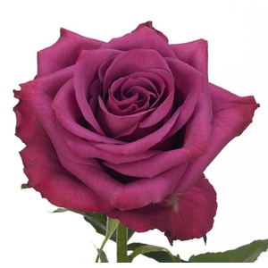 Rosa Blueberry