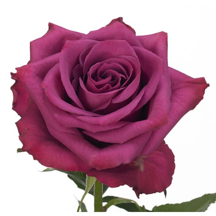 <h4>Rosa Blueberry</h4>
