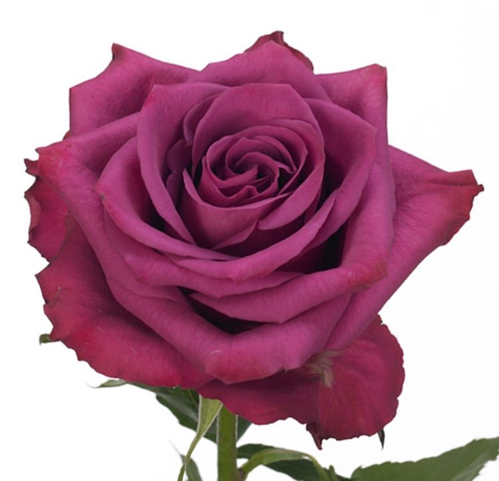 Rosa Blueberry