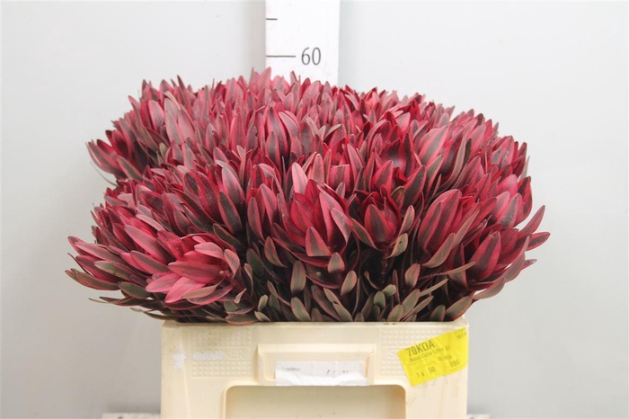 <h4>Leucadendron Jester</h4>