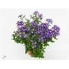 VERBE BLUES D VIOLET
