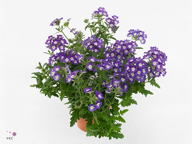VERBE BLUES D VIOLET