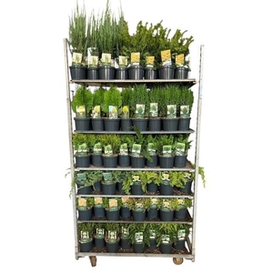 Coniferen Standaard Mix C2,5