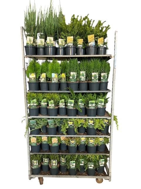 <h4>Coniferen Standaard Mix C2,5</h4>