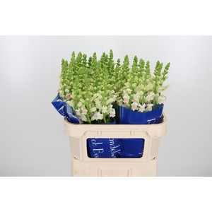 Antirrhinum Op Appleblossom