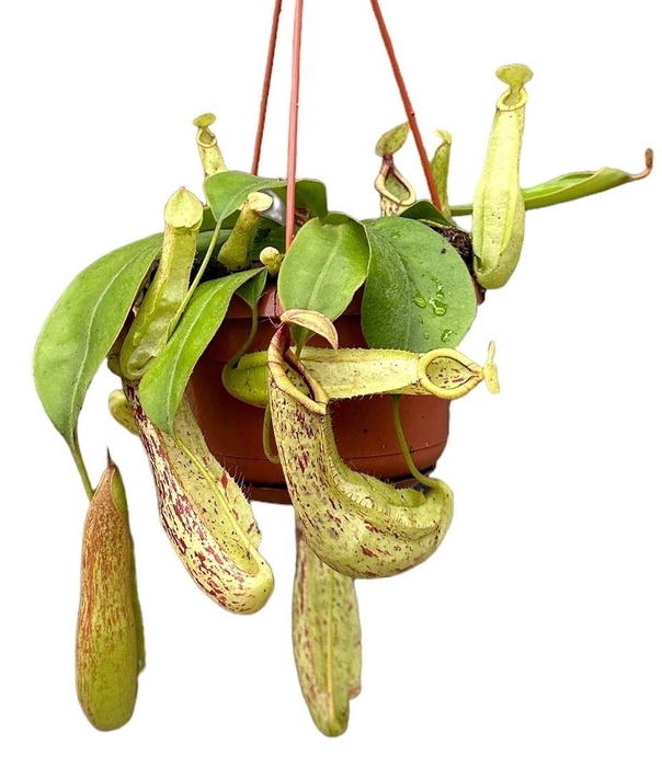 <h4>Nepenthes    ...</h4>
