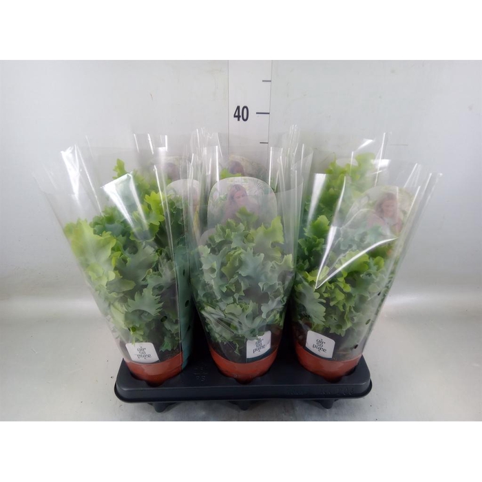 <h4>Phlebodium aureum 'Davana'</h4>