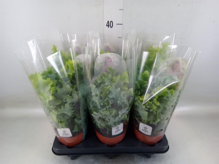 <h4>Phlebodium aureum 'Davana'</h4>