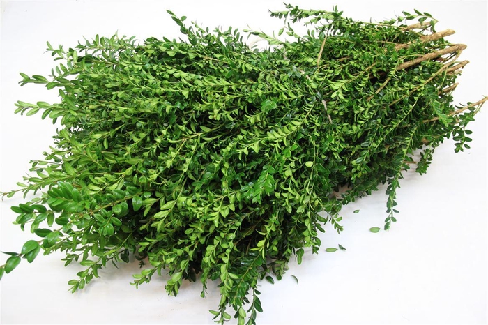 <h4>Buxus Pak 3kg</h4>