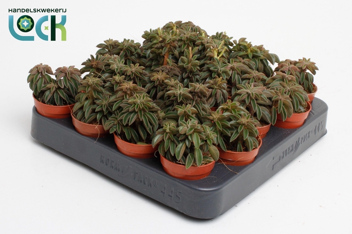 <h4>Peperomia Silver Spark tanz</h4>