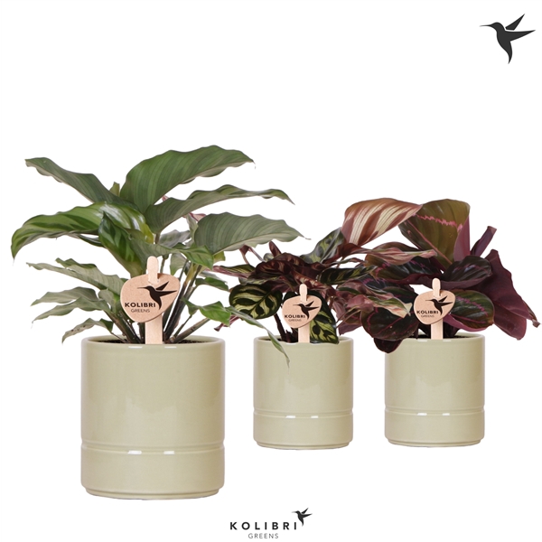 <h4>Kolibri Greens Calathea mix in Pastel pot green</h4>