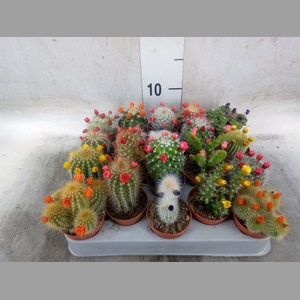 Cactus   ...decorated