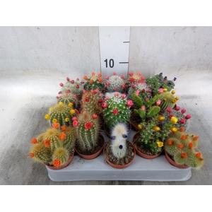 Cactus   ...decorated