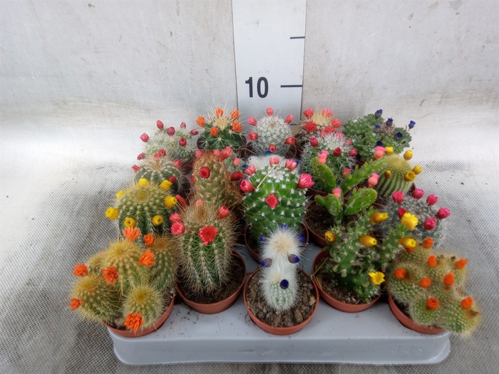 <h4>Cactus   ...decorated</h4>