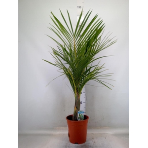 Mascarena verschaffeltii