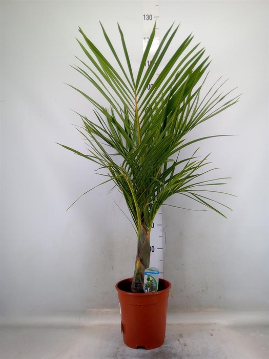 <h4>Mascarena verschaffeltii</h4>