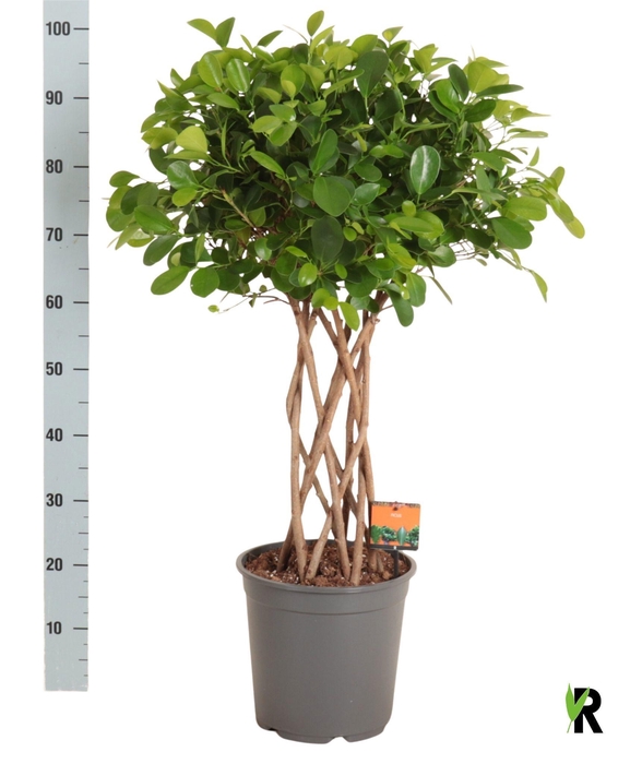 <h4>FIC MI MOCLAME</h4>